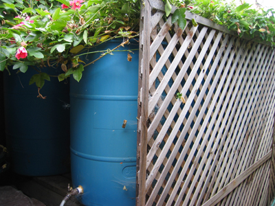 One of eight rain barrels in a series is partially hidden by a screen and overgrown with beautiful passion flower vines.