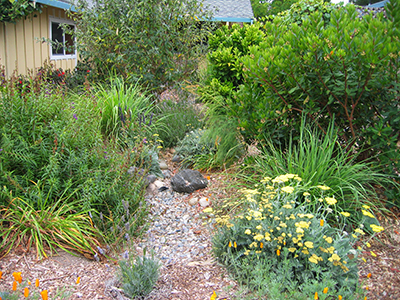 A Thriving Garden Watered with Rainwater and Greywater